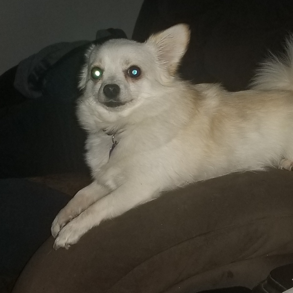 Meet your Posher, Laurie